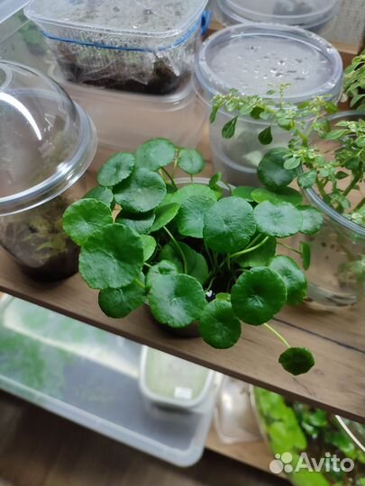 Гидрокотила