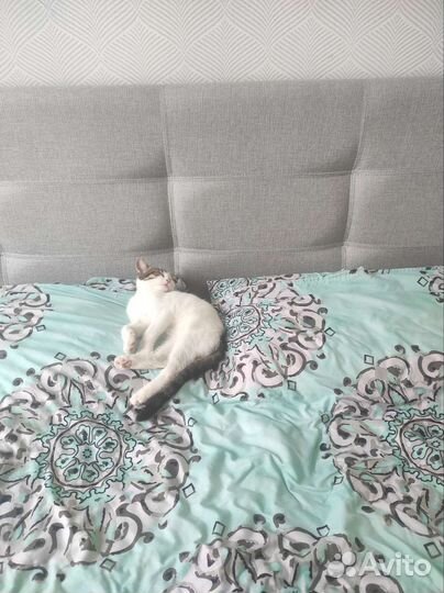 Котёнок, девочка 4 месяца