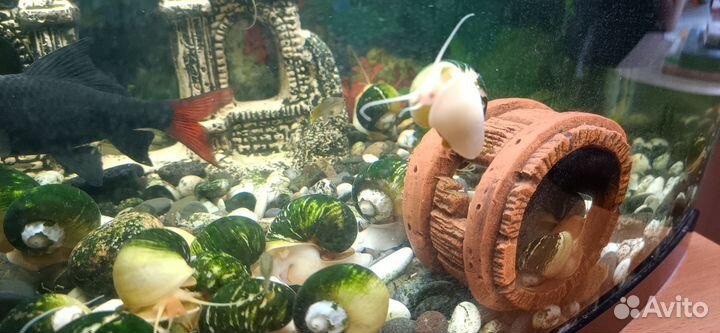 Улитки ампулярии