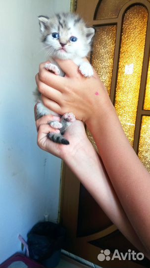 Домашние животные котята