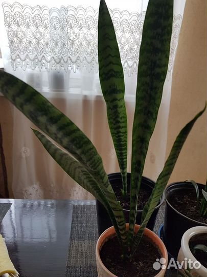 Сансевиерия трехполосая и колеус