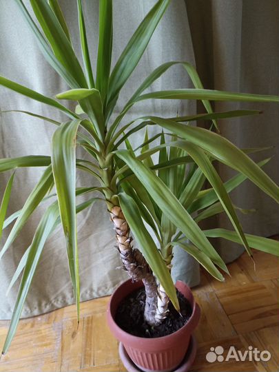 Пальма юкка