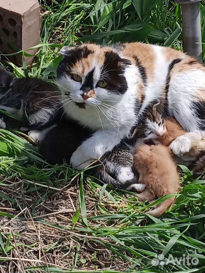 Кошка в дар бесплатно