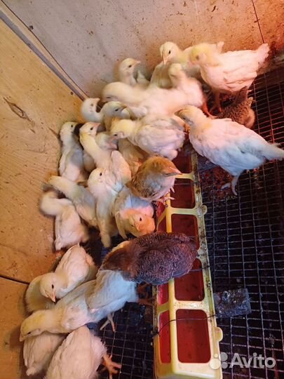 Цыплята несушки