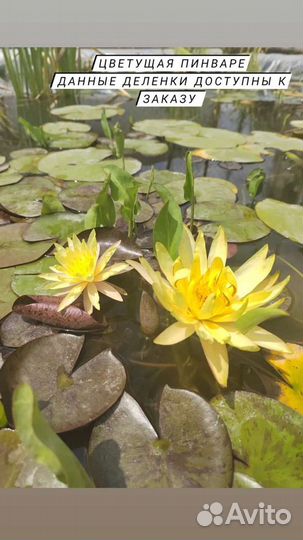 Растения для Пруда