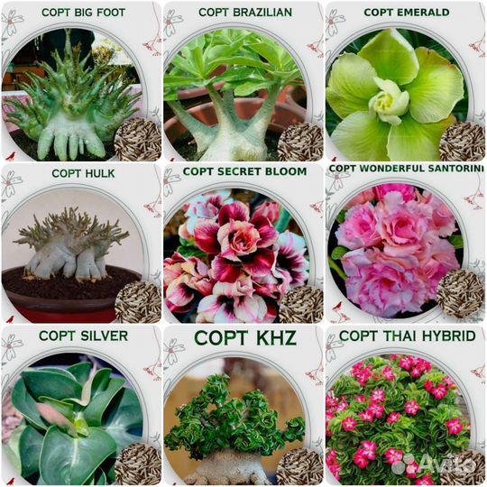 Адениум на заказ, в наличии нет