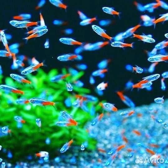 Аквариумная рыбка Неон голубой и красный