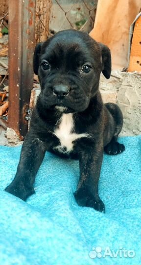 Кане корсе щенок