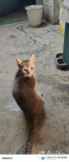 Котята от абисинской кошки