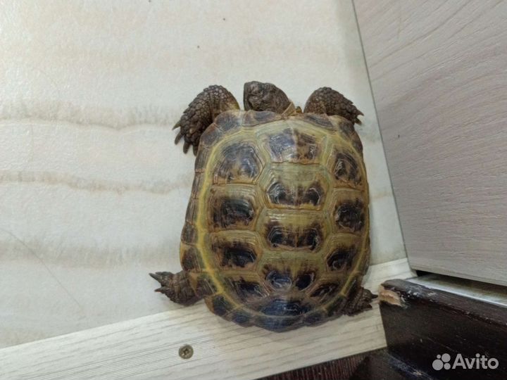 Черепаха сухопутная