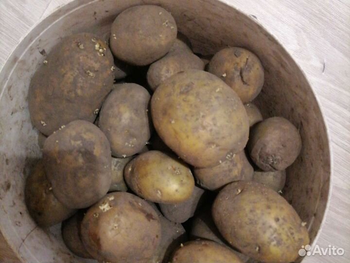Продам картофель