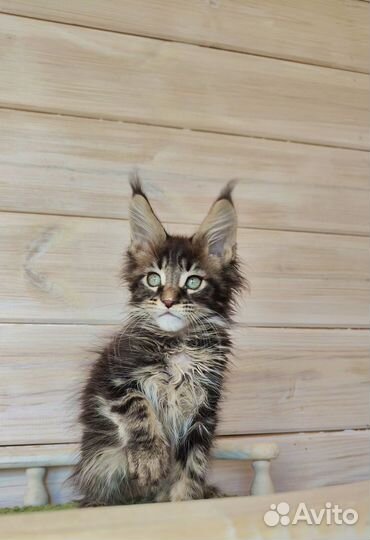 Мейн-кун шикарный мальчик