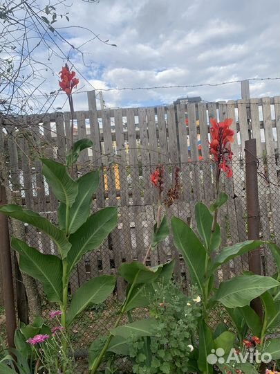 Хризантема