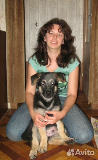 Выгул и передержка собак