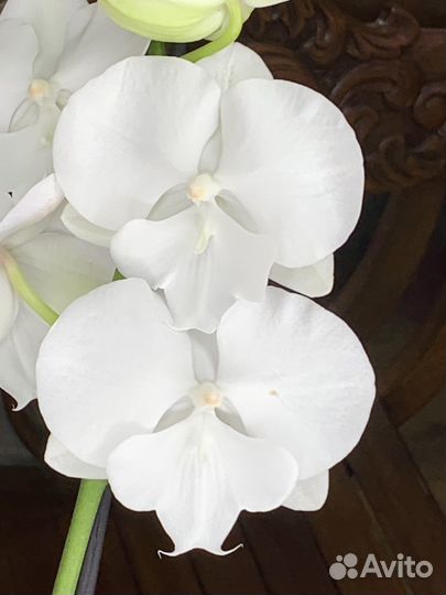 Орхидея Биг Лип