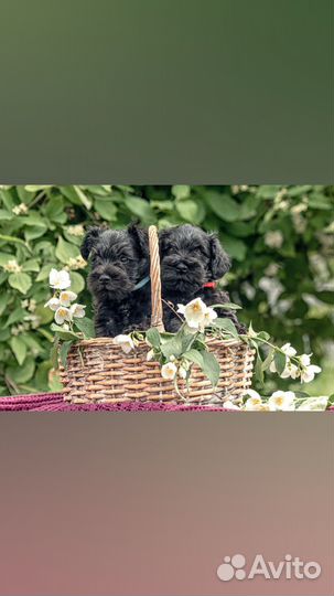 Счастье в дом