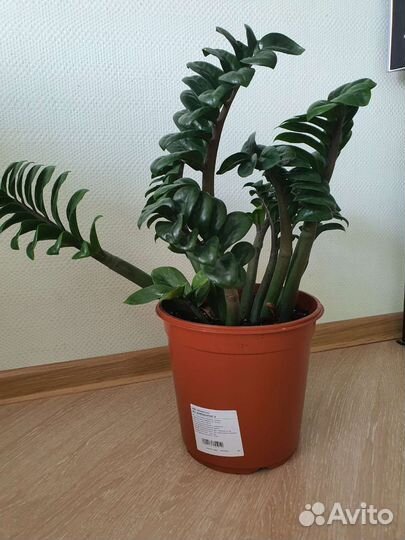 Замиокулькас зензи жук