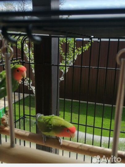 Попугай неразлучники