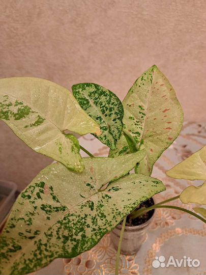 Сингониум Серый призрак и другие сорта