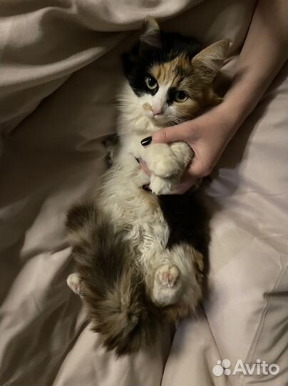 Кошка