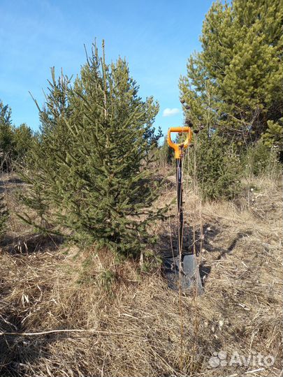 Ель сибирская