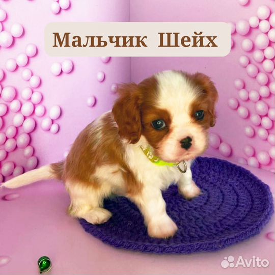 Кавалер кинг чарльз спаниель щенки