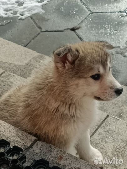 Щенки