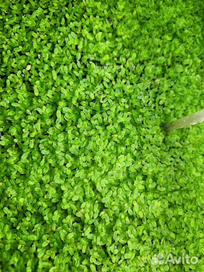 Аквариумные растения