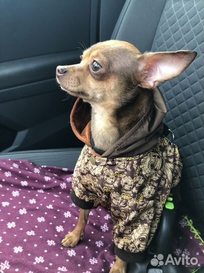 Вязка той-терьер