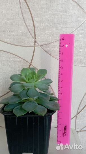 Суккуленты