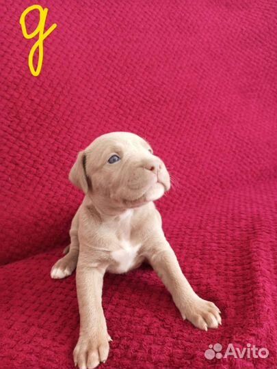 Щенки американского питбуль терьера