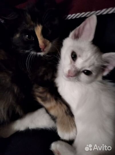 Котята девочки 2 мес бесплатно