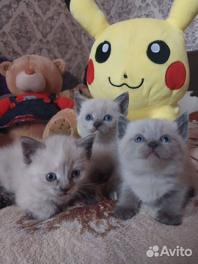 Сиамские котята