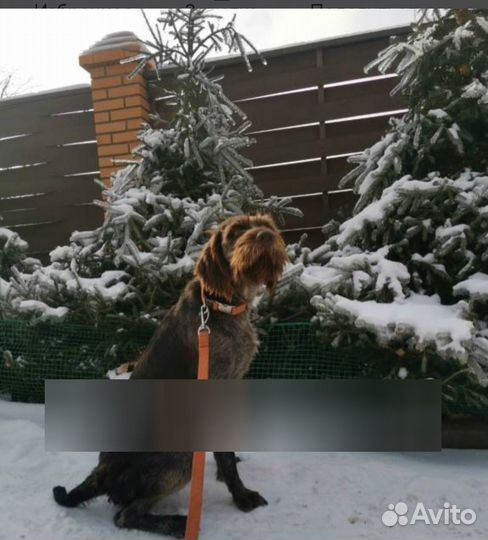 Щенки дратхаара
