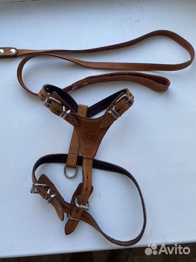 Одежда и аксессуары для собак