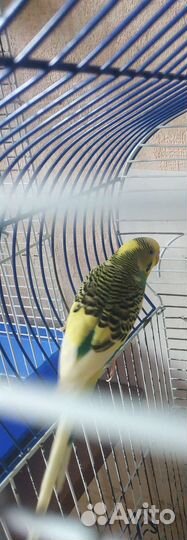 Волнистый попугай самец