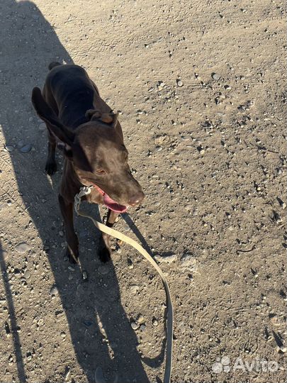 Немецкий Курцхаар