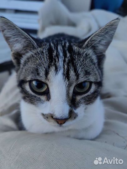 Кошки в добрые руки бесплатно