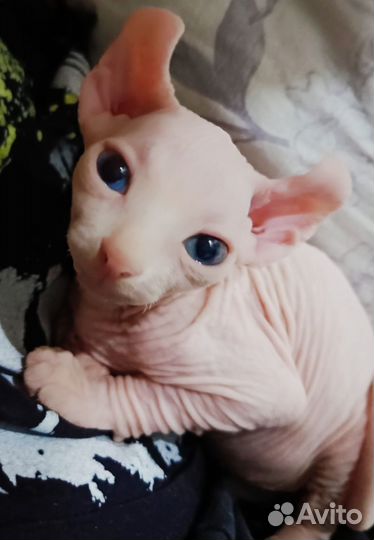 Канадский Сфинкс, Эльф, Двэльф котята