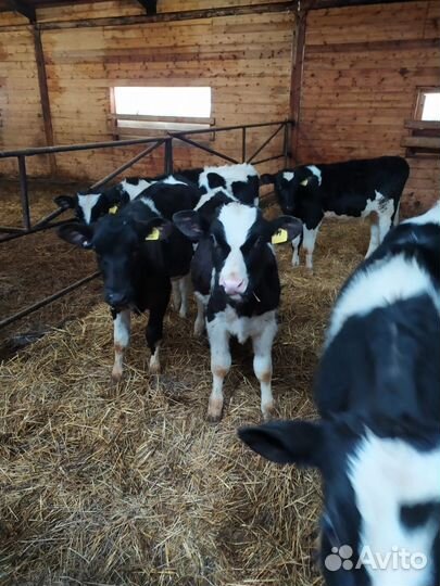 Телята бычки сементалы