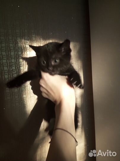 Кошка в дар бесплатно