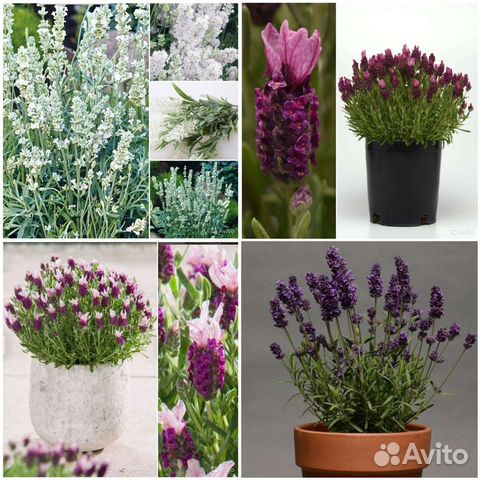 Лаванда Снежная,Бандера Дип Роуз и др.Семена