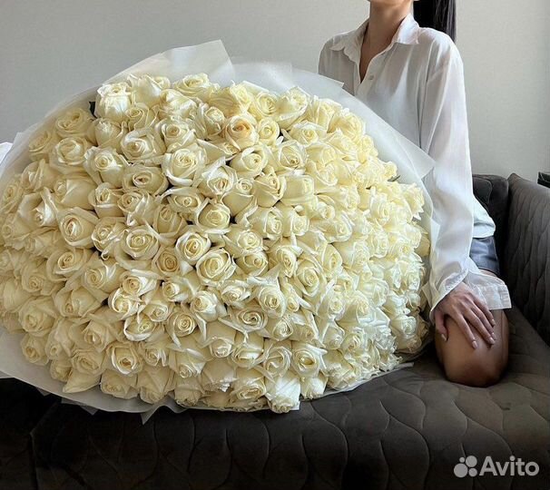 Роза белая. 25 роз 51 роза 101 роза 151 роза