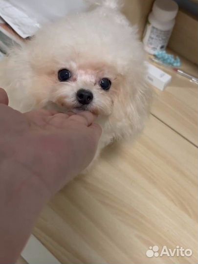 Той пудель Тедди импорт