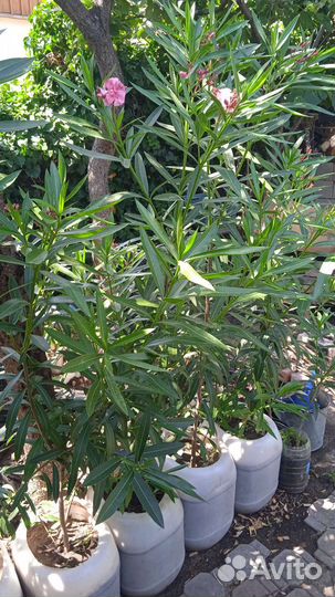 Олеандр цветущий