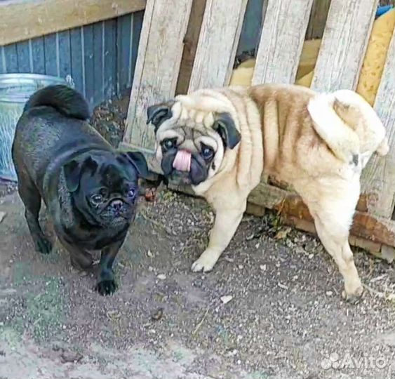 Мальчик на вязку