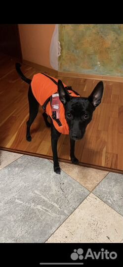 Собака ксолоицкуинтли в добрые руки