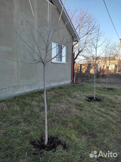 Дерево клен Розовый Фламинго