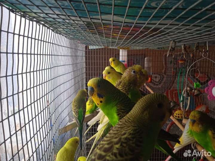 Волнистый попугай с.Раевский