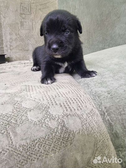 Щенки Лабрадора метисы